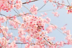 cherry blossom tree g610d056c3 640